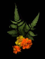 Ferns & Marigolds Fine Art Print