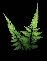 Fern 2 Fine Art Print