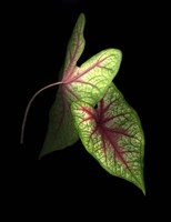 Caladium Leaves 3 Fine Art Print