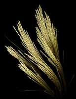 Decorative Grass Fine Art Print