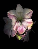 Amaryllis Fine Art Print