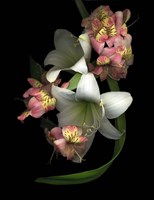 White Amaryllis & Alstromeria Fine Art Print