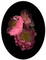 3 Peonies '08 Fine Art Print