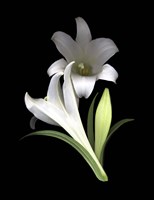 Easter Lilies 3 Fine Art Print