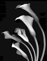 Calla Lilies 3 Fine Art Print