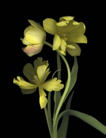 Yellow Dutch Tulip 1 Fine Art Print