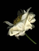 Waning Peony 5 Fine Art Print