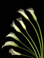 Crystal Blush Calls Lily 1 Fine Art Print