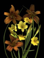 Lilies & Coreopsis Fine Art Print