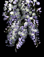 Wisteria Fine Art Print