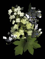 Hydranga Fine Art Print