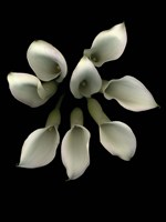 Crystal Blush Calla Lily 2 Fine Art Print