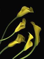 Calla Lilies 1 Fine Art Print