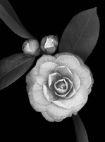 Camellia with Buds Fine Art Print