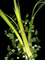 Leeks, Cilantro & Scallions Fine Art Print