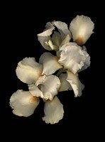 Peach Iris Fine Art Print