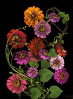 Zinnia & Morning Glory Vines Fine Art Print