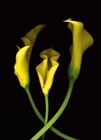 Calla Lilies 2 Fine Art Print