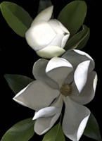 White Magnolia 2 Fine Art Print