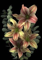 4 Red & White Amaryllis & Eucalyptus Fine Art Print