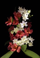 Paperwhites & Red Alstromeria Fine Art Print
