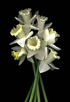 Daffodils 3 Fine Art Print