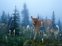 Fawn Memories Fine Art Print