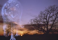 Night Rules Fine Art Print