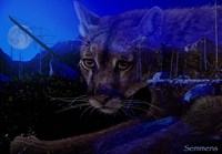 Silent Night 2 Fine Art Print