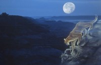 Enter The Badlands Fine Art Print