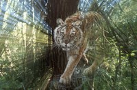 Pursuit Fine Art Print