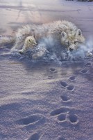 Arctic Tracks Fine Art Print