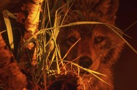 First Light Fine Art Print