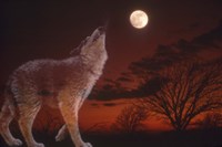 White Wolf And Full Moon Fine Art Print
