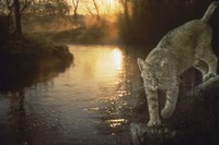 Misty Water Morn Fine Art Print