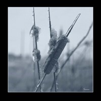 Ice Cattail 1 Fine Art Print