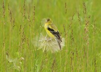 Yellow And Black Bird In Field Fine Art Print