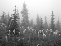 Evergreens And Field Mist 7 Fine Art Print