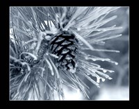 Ice Pine Cone 2 Fine Art Print