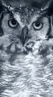 Owl Fine Art Print