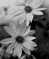 Wildflowers 1 Fine Art Print