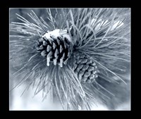 Ice Pine Cone 3 Fine Art Print