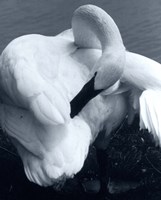 Snow Goose Fine Art Print