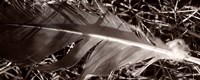 Feather and Shrub Fine Art Print