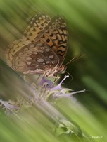 Natural Motif XI Fine Art Print