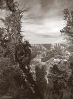 Sepia Grand Canyon 2 Fine Art Print