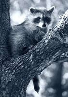 Raccoon Fine Art Print