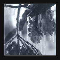 Ice Branch 3 Fine Art Print