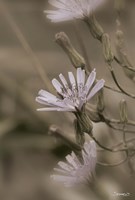White Flower Cluster Fine Art Print