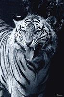 White Tiger 2 Fine Art Print